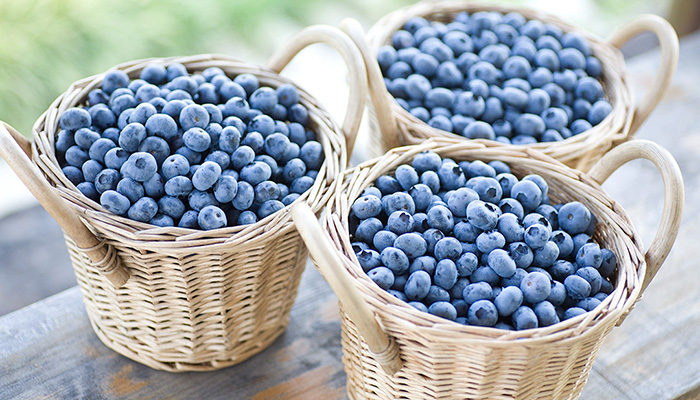 ブルーベリー狩り埼玉県美里町 ファームてんとうむし